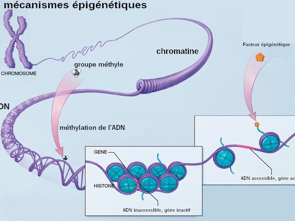 Implication des modifications épigénétiques sur le cancer du sein