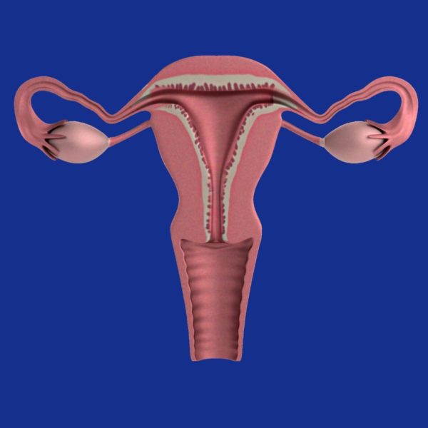Le fibrome utérin : Définition, symptômes et traitement